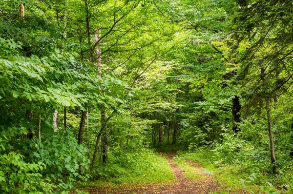 Sihirli orman yolu. — Stok fotoğraf