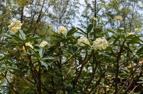Hermosa flor blanca en Tailandia, flor Lan thom —  Fotos de Stock
