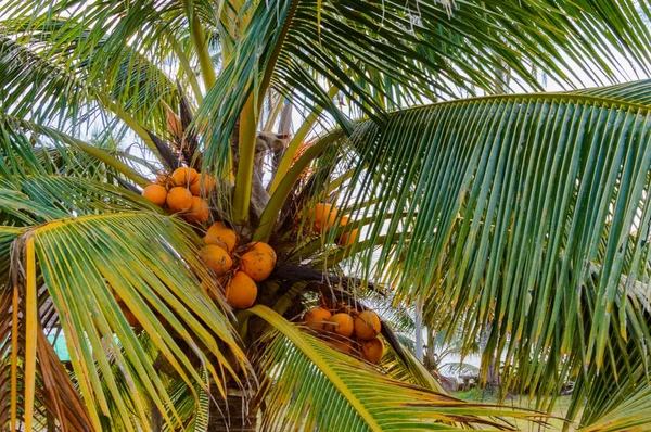 King coconut bunches growing on the palm tree. King coconut, Cocos nucifera, is a variety of coconut, native to Sri Lanka where it is known as Thembili