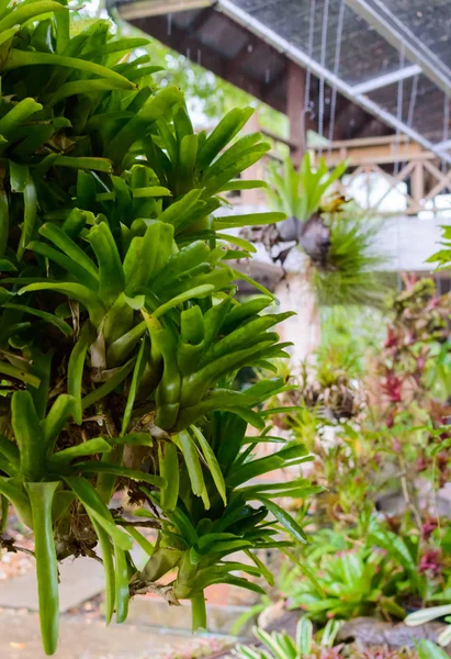 satır çiftlik fabrika, tencereye asılı genç büyüme bitki bitki Kreş, çiçekler ve dekoratif bitki perakende için seri üretim tesisleri ve ihracat iş