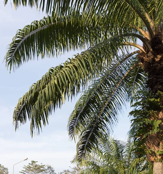 Palm leaf against blue sky — Stock Photo, Image