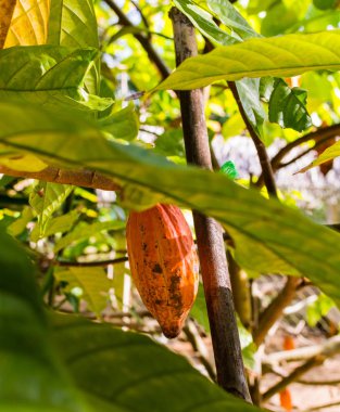 Star elma meyve ağacı, Tayland tarihinde.