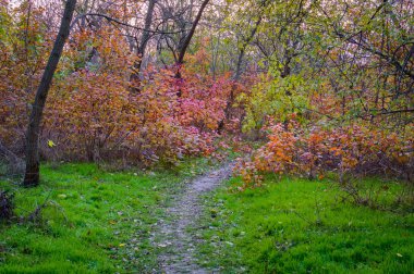 Sonbahar manzara. Hiking trail Grove
