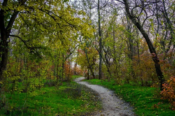 秋天的风景。在小树林中的徒步旅行之路 — 图库照片