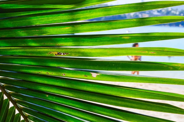 Palmen und tropischer Strand — Stockfoto