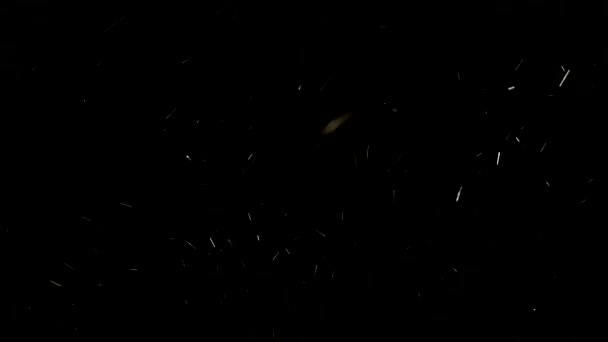 Falling Realistic Natural Snowflakes Wind Black Background — Stock Video