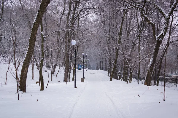 Allée des arbres dans le parc, neige blanche, hiver, froid — Photo