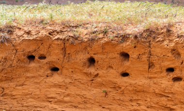 Kumtaşı uçurumdan delikler kuş kolonisi. Kuş iç içe yer