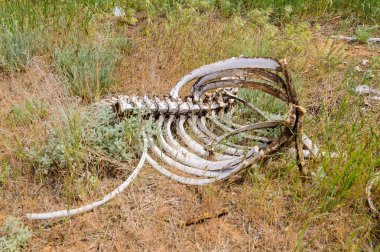 Kalmyk bozkır içinde ölü bir atı iskelet