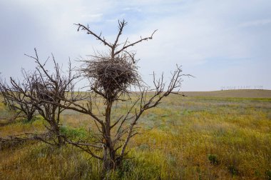 Kuru ağaç dalı yerleştirilmiş yapılan eski kuş yuva