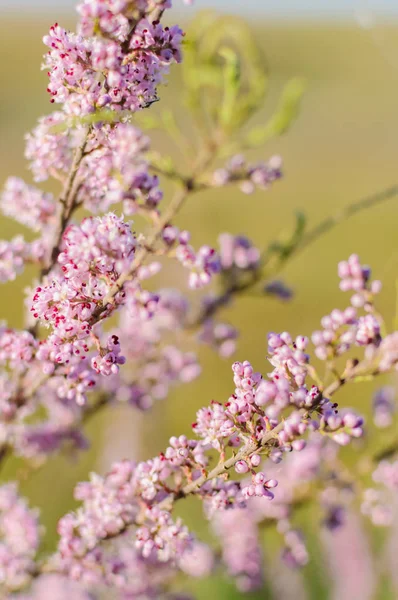 Tamarisk floresce com flores rosa close-up foco seletivo — Fotografia de Stock