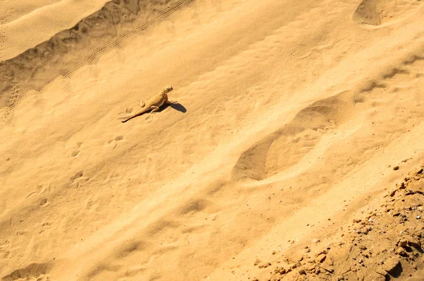 Пятнистая жабоголовая агама на песке — стоковое фото