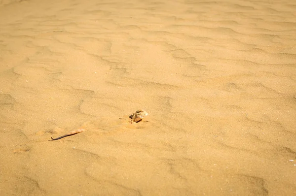 Agama à tête de crapaud tacheté enterré dans du sable proche — Photo