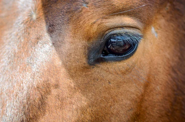 Zbliżenie brązowego końskiego oka — Zdjęcie stockowe