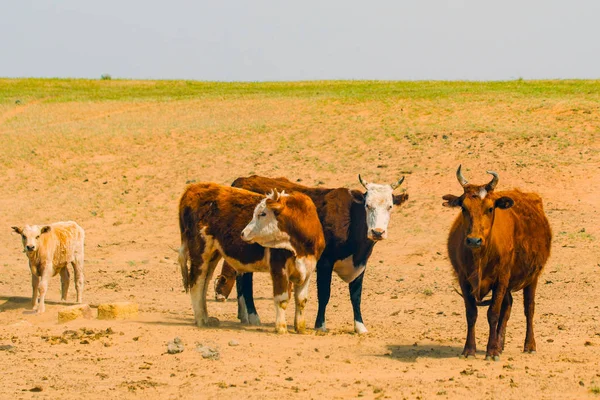 Cows on field — Stock Photo, Image