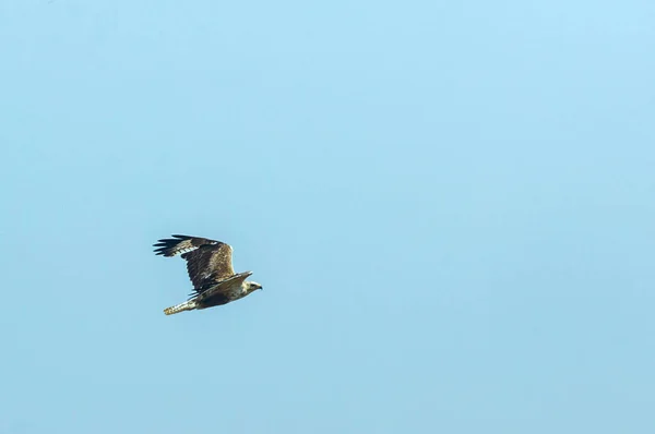 Степовий орел або Aquila nipalensis в небі — стокове фото