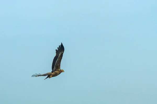 Águia da estepe ou Aquila nipalensis no céu — Fotografia de Stock