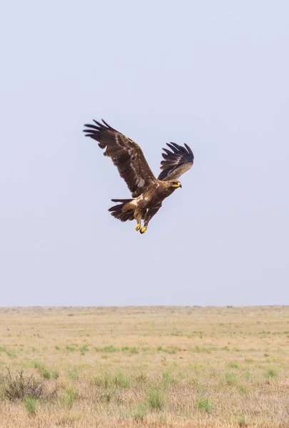 Steppe eagle or Aquila nipalensis in sky — Stock Photo, Image