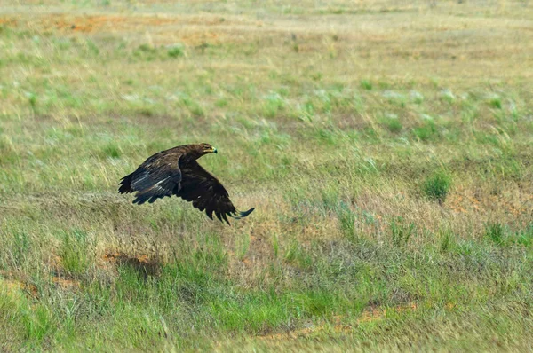 Політ Степового орла або Aquila nipalensis — стокове фото