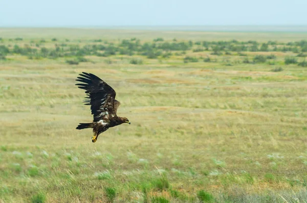 Політ Степового орла або Aquila nipalensis — стокове фото