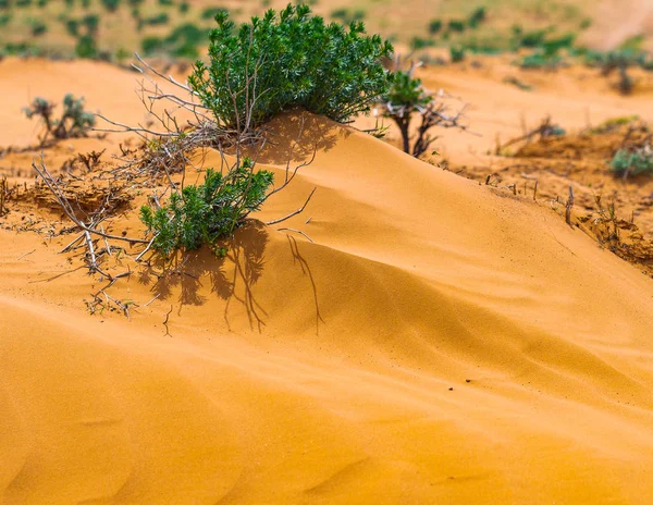 Panorama van de halve woestijn met verwelkt gras — Stockfoto