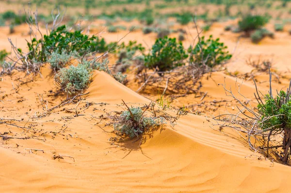 长满枯草的半沙漠全景 — 图库照片
