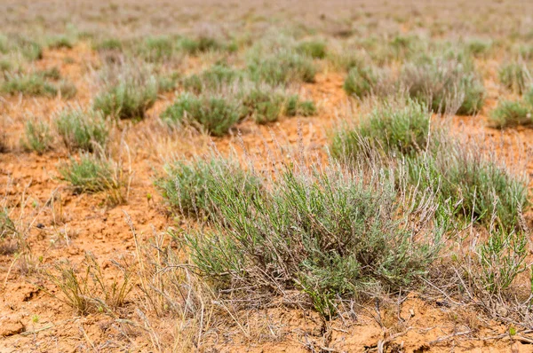 Panorama del semidesértico con hierba marchita — Foto de Stock
