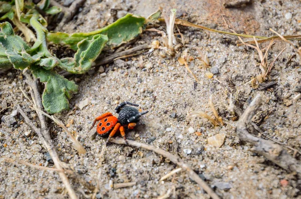 Ladybird araignée ou noir Eresus kollari fermer — Photo