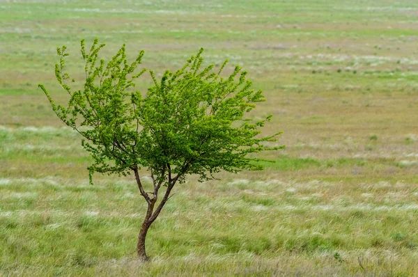 Lonely tree in steppe beautiful landscape