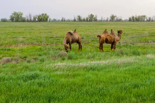 Camello de pie en la hierba — Foto de Stock