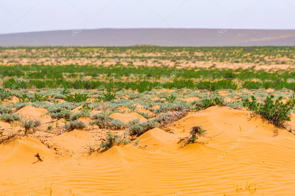 Panorama of the semi-desert with withered grass