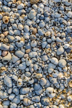 Nehir kabuk dokusu, Doğa arka plan