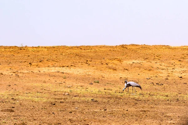 Dos grúas grises en un campo buscando comida en la estepa — Foto de Stock