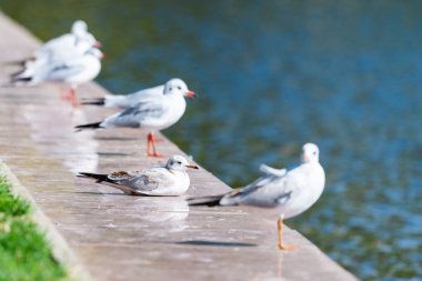 Martılar, Laridae familyasındaki kuşlardır.