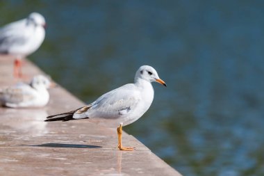 Martılar, Laridae familyasındaki kuşlardır.