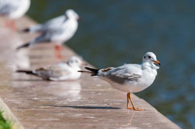 Martılar, Laridae familyasındaki kuşlardır.