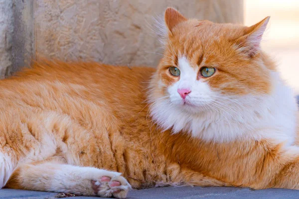 Oranžová barva s bílou tváří. Ulice kočka v místní ulici — Stock fotografie