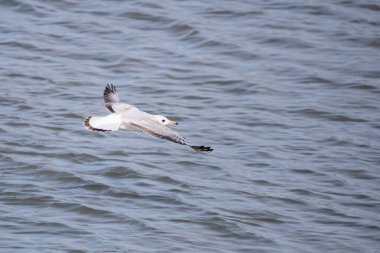 Martı. Bu bir martı değil. Volga nehrinde yaşıyor ve muhtemelen hiç deniz görmemiş..