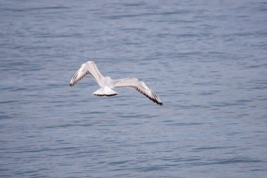 Martı. Bu bir martı değil. Volga nehrinde yaşıyor ve muhtemelen hiç deniz görmemiş..