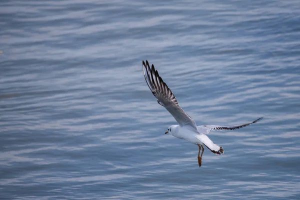 Gaivota. Não é uma gaivota do mar. Ela vive no rio Volga e provavelmente nunca viu o mar. . — Fotografia de Stock