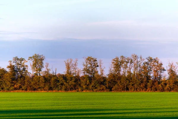 На рисунке показаны линии кошеной, зеленой, травяной травы, заканчивающиеся лесной линией — стоковое фото