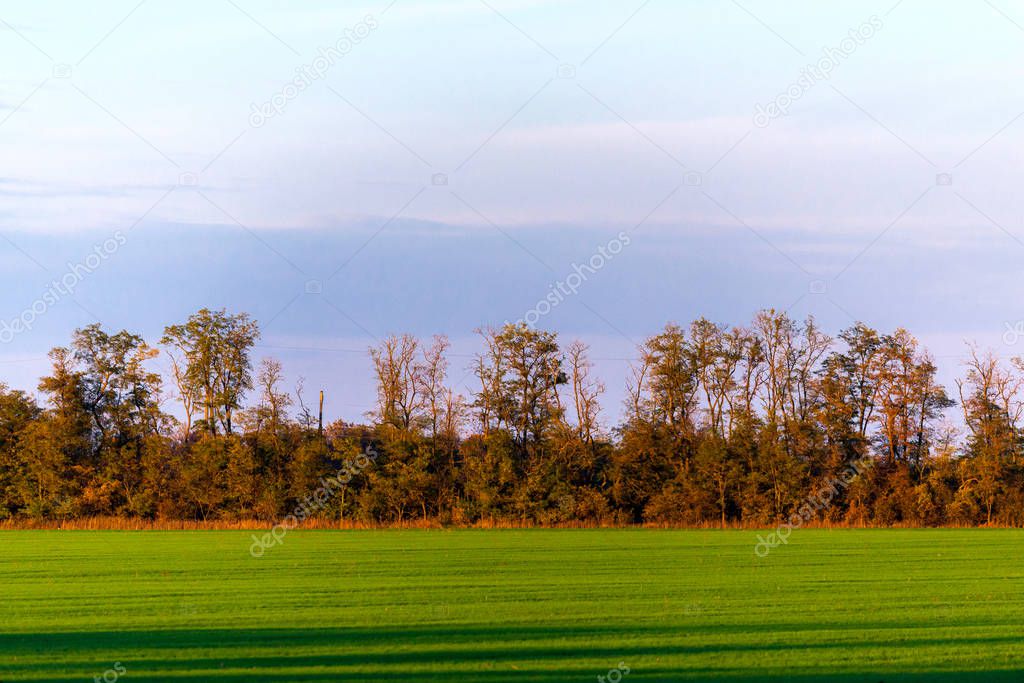 Lines of a mowed, green, grass field are shown, ending at a forest tree line