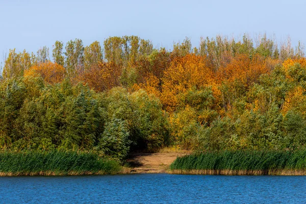 Green trees and river cane on the river bank