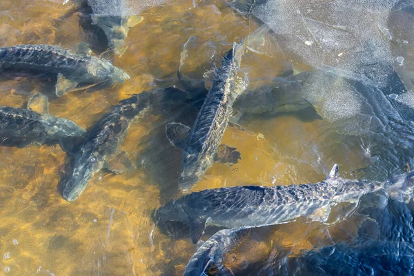 The Sturgeons big fishes in river water. This fish is a source for caviar and tasty flesh.