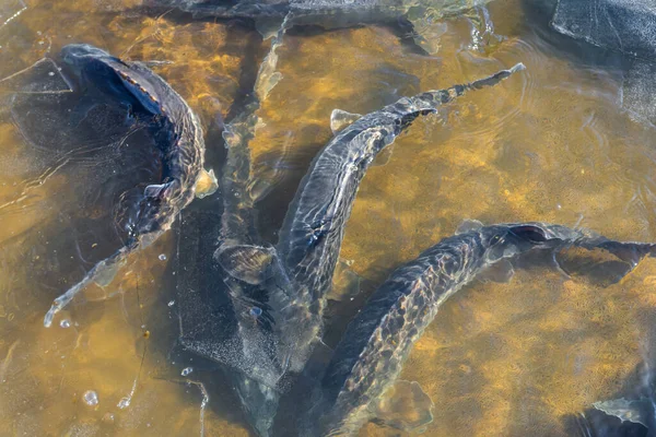 The Sturgeons big fishes in river water. This fish is a source for caviar and tasty flesh.