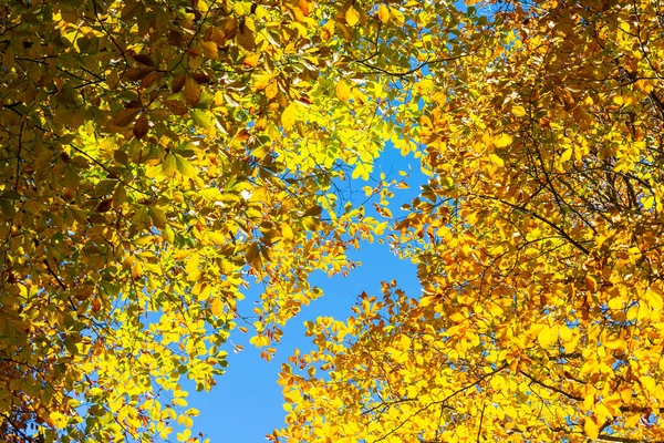 秋は背景に残る 秋と自然構成 — ストック写真