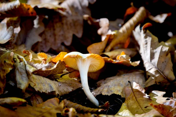 Hygrophorus Agathosmus Met Bladeren Het Wild Bos — Stockfoto