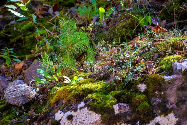 Крихітна Сосна Камені Покритому Мохом — стокове фото