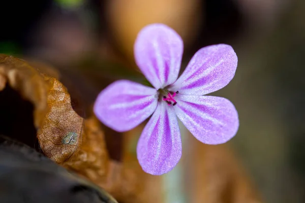 Floresta Gerânio Robertianum Flor Selvagem Baixa Profundidade Foto Macro Campo — Fotografia de Stock