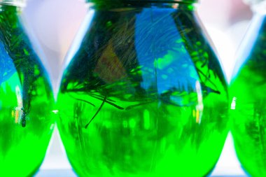 Ev yapımı kürk ağacı yaprakları cam kavanozda.